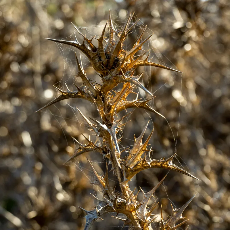 Detail 4